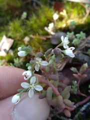Sedum pusillum
