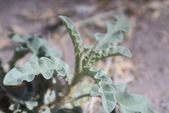 Solanum elaeagnifolium