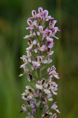 Brachycorythis pubescens