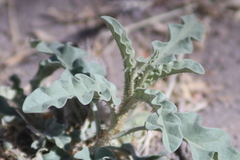 Solanum elaeagnifolium