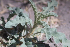Solanum elaeagnifolium