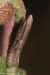 Eulamprotes helotella