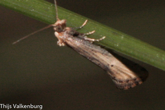 Cochylimorpha decolorella
