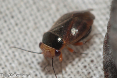 Strongylocoris cicadifrons
