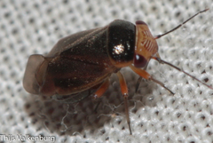 Strongylocoris cicadifrons