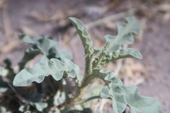Solanum elaeagnifolium