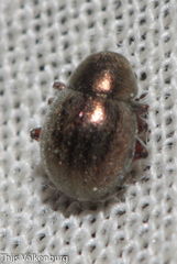 Colaspidea