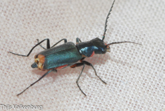 Clanoptilus abdominalis