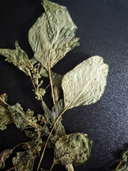 Amaranthus blitum