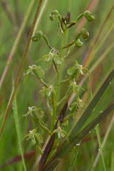 Habenaria weberiana