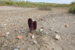 Cynomorium coccineum