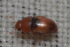 Meligethinus pallidulus