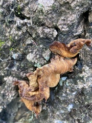 Fungi