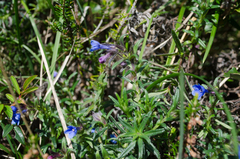 Glandora diffusa