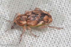 Coniatus repandus