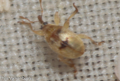 Corimalia tamarisci
