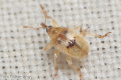 Corimalia tamarisci