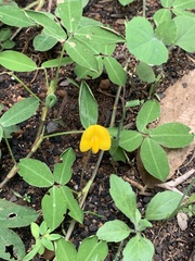 Arachis pintoi