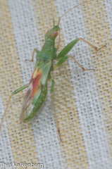 Nabis viridulus