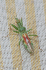 Nabis viridulus