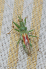 Nabis viridulus