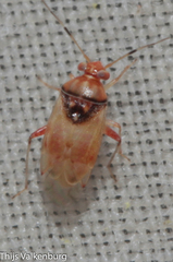 Pinalitus conspurcatus