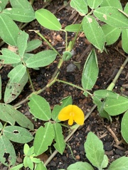 Arachis pintoi