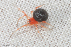 Ruborridion musivum