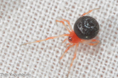 Ruborridion musivum