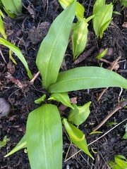 Allium ursinum