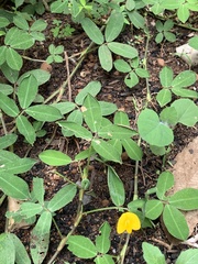 Arachis pintoi