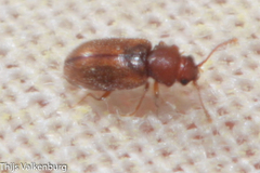 Cryptophagus acutangulus