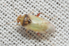 Pinalitus conspurcatus