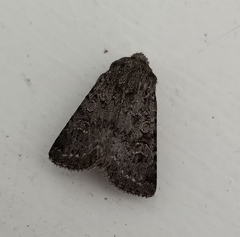 Ichneutica sistens
