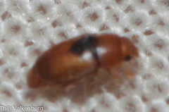 Meligethinus pallidulus