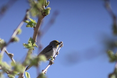 Auriparus flaviceps
