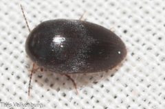 Eucinetidae