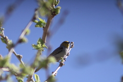Auriparus flaviceps