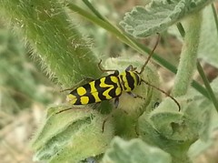 Plagionotus bobelayei
