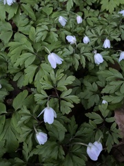 Anemonoides nemorosa