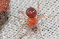 Ruborridion musivum