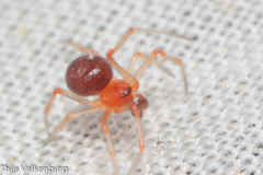 Ruborridion musivum