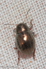 Colaspidea