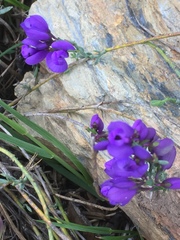 Polygala microphylla