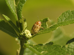 Pachybrachis glyphicus