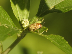 Pachybrachis glyphicus