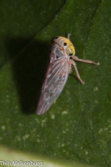 Bugraia ocularis