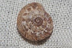 Microxeromagna lowei