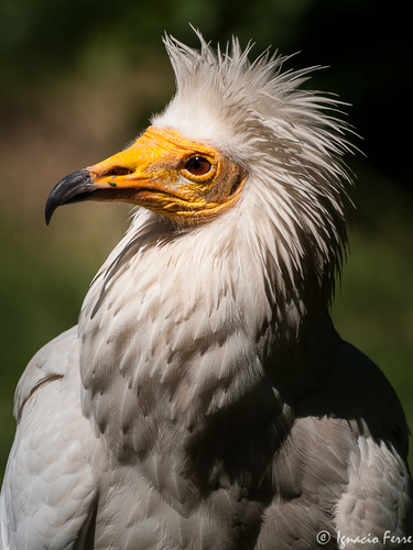 Egyptian Vulture