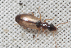 Philorhizus